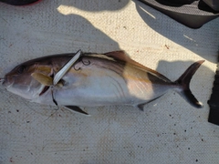 カンパチの釣果