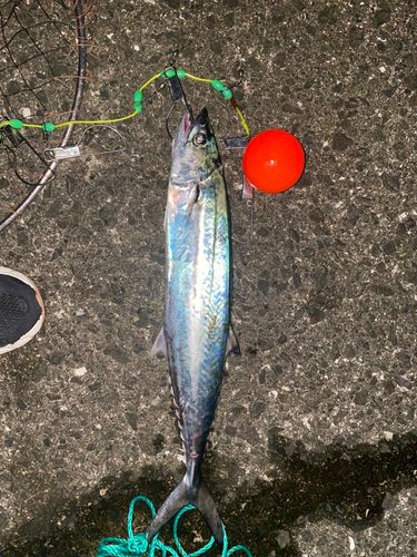 サゴシの釣果