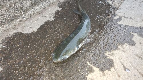 ボラの釣果