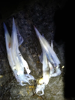 ヤリイカの釣果