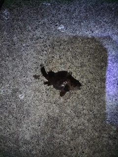 オウゴンムラソイの釣果