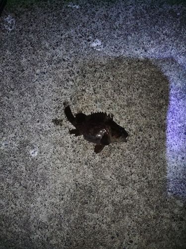 オウゴンムラソイの釣果