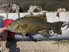 スモールマウスバスの釣果