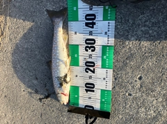 アメマスの釣果