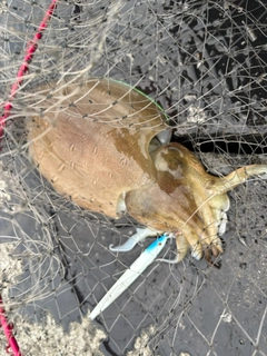 コウイカの釣果