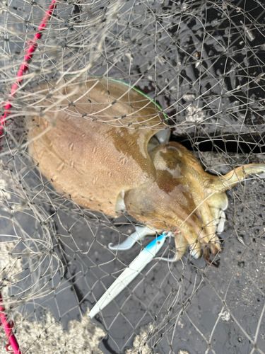 コウイカの釣果