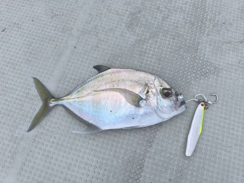 ナンヨウカイワリの釣果
