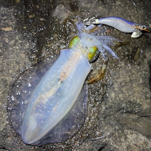 アオリイカの釣果