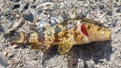 ベッコウゾイの釣果