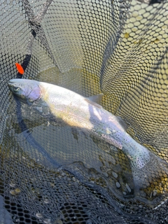 ニジマスの釣果