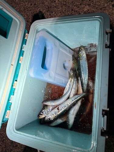 マイワシの釣果