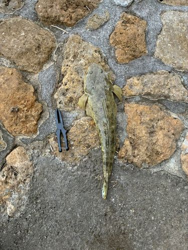 ミナミマゴチの釣果