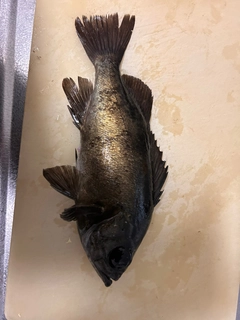 クロメバルの釣果