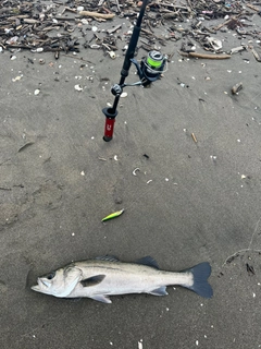 スズキの釣果