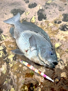 グレの釣果