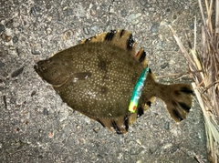 ヌマガレイの釣果