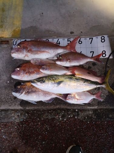タイの釣果