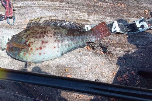 ヒブダイの釣果