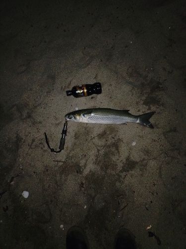 ボラの釣果