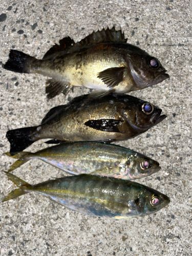メバルの釣果