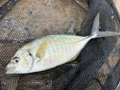 シマアジの釣果