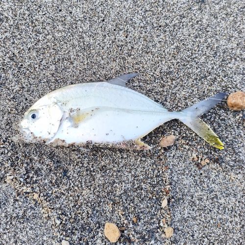 メッキの釣果