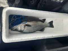 ヒラスズキの釣果