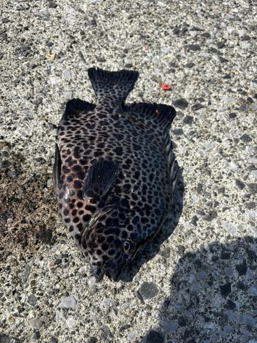 イシガキダイの釣果