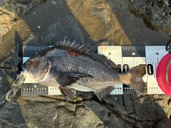 クロダイの釣果
