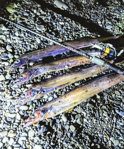 タチウオの釣果