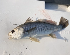イシモチの釣果