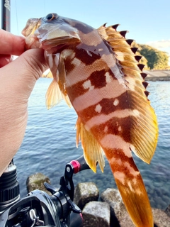 アカハタの釣果