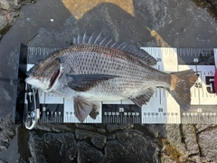 クロダイの釣果