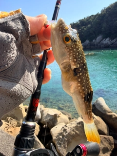 クサフグの釣果