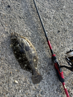 ヒラメの釣果