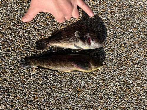 アブラコの釣果