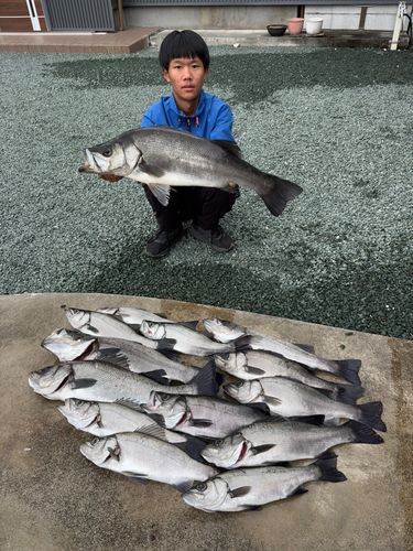 ヒラスズキの釣果