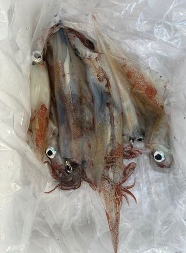 ササイカの釣果