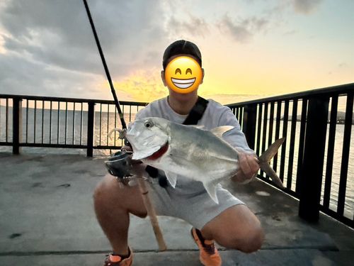 ロウニンアジの釣果