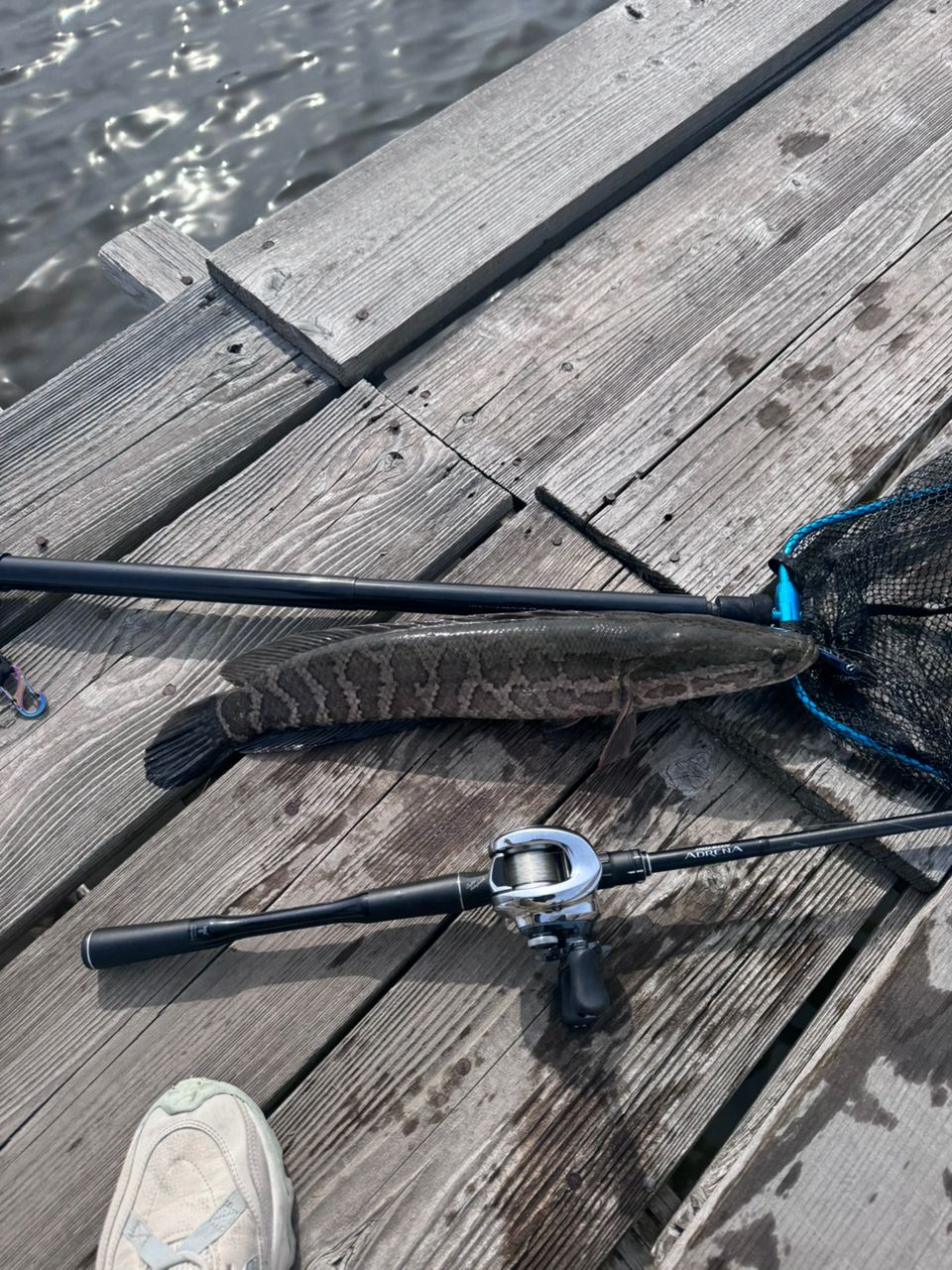 SHIMANO 18ポイズン アドレナ 173MHの最安値・インプレ・釣果 | 本音の