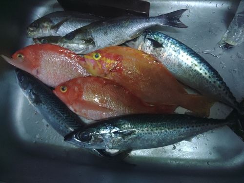 釣果