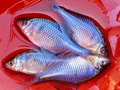 タイリクバラタナゴの釣果