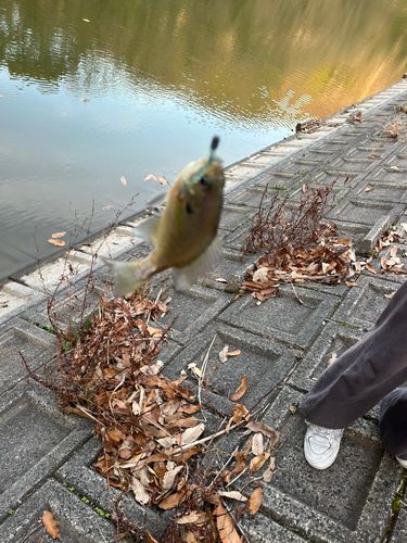 ブルーギルの釣果