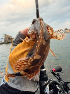 カサゴの釣果