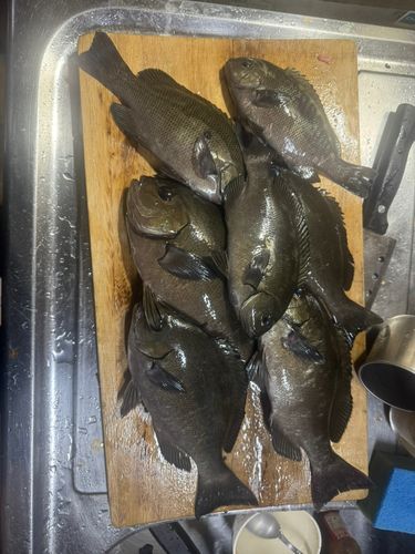 グレの釣果
