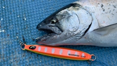 サクラマスの釣果