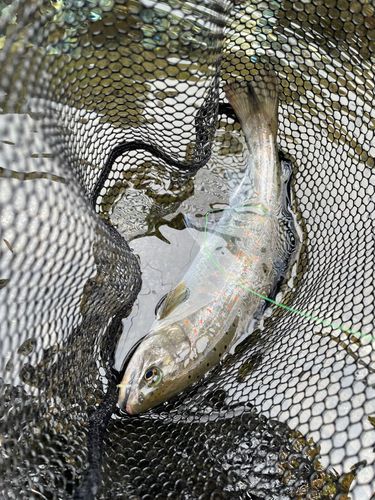 アマゴの釣果