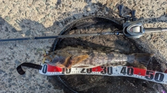 アイナメの釣果