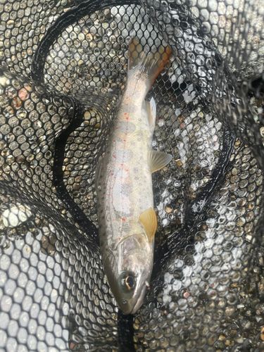 アマゴの釣果
