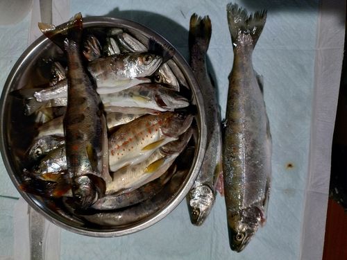 アマゴの釣果